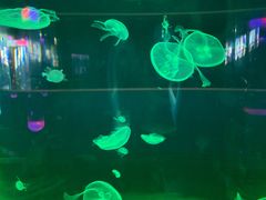 -苏州海洋馆