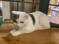 -猫小院猫主题餐厅(南锣旗舰店)