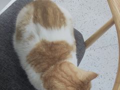 -喵园·猫主题咖啡厅·撸猫·猫咖(国贸店)