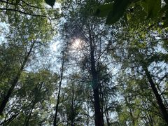 -上海共青森林公园