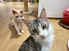 -1013 PET SHOP精品宠物商店(丁香店)