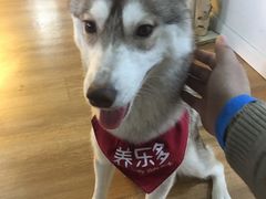 -Husky Go! 哈士奇体验馆·宠物咖啡厅狗咖