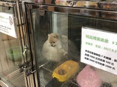 -1013 PET SHOP 宠物商店(近铁城市广场店)