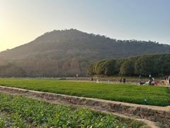 -八卦田遗址公园