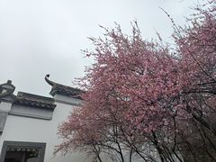 -八大山人梅湖景区