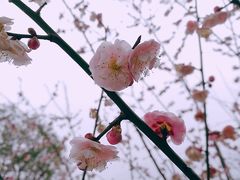 -香雪海