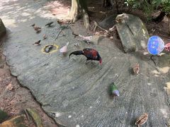 -呀诺达热带雨林