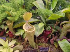 -中国科学院西双版纳热带植物园