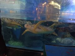 -烟台海昌鲸鲨海洋公园