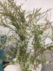 -联合丽格·张菡丽格医疗美容