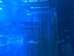 -迪拜水族馆及水下动物园