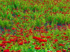 -莲花山花海