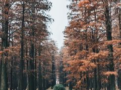-东湖落雁景区