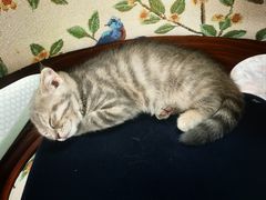 -瑞派天宁宠物医院·猫科·异宠中心