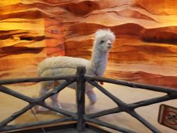 -酷嗒动物文化乐园(cutezoo西溪乐天城店)