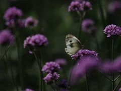 -上海滨江森林公园