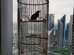 -上海中心大厦