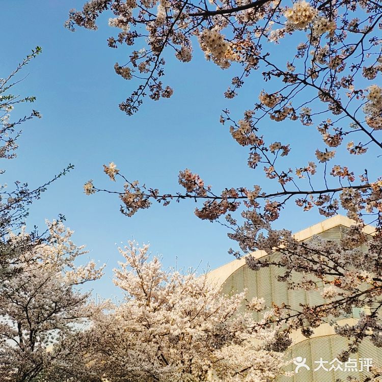 春天贩卖机🍧这里的樱花真美啊🌸
