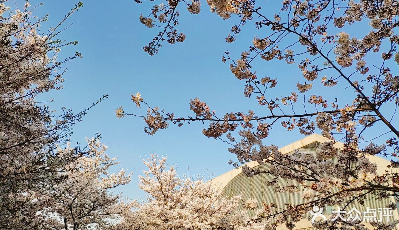 春天贩卖机🍧这里的樱花真美啊🌸