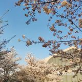 春天贩卖机🍧这里的樱花真美啊🌸