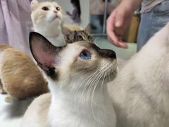 -Heymao猫咖.咖啡厅(东门店)