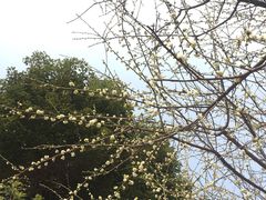 -秀丽东方