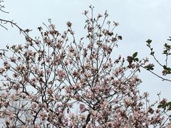 -顾村公园