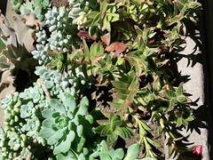 -华冠悠岚·庭院餐厅(青城后山店)