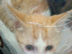 -千城康桥宠物医院·猫科·骨科·心脏