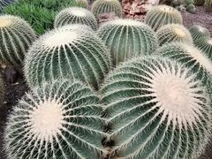 -北京植物园-展览温室