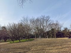 -上海滨江森林公园
