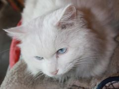 -Babycat私家御饼屋(龙头路一店)