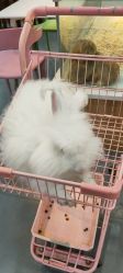-Moni星球萌宠·小马宝莉·灵蛇·高端高阶全萌宠互动体验俱乐部(红豆国际广场店)