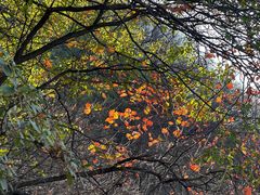 -秦岭终南山世界地质公园翠华山景区