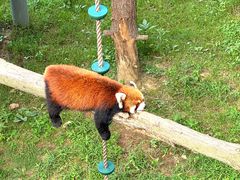 -西霞口神雕山野生动物世界