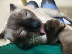 -瑞鹏宠物医院·骨科·猫科·内科(第一中心)