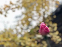 -西安化觉巷清真大寺