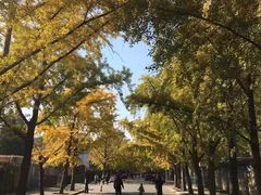 -三里屯东五街银杏大道