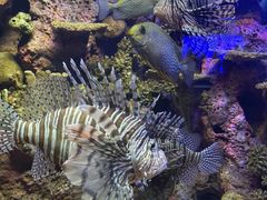 -上海海洋水族馆