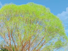 -大兴滨河森林公园