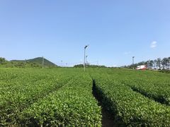-雪绿茶博物馆