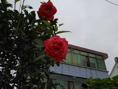 -锦江中华村农家乐饭庄