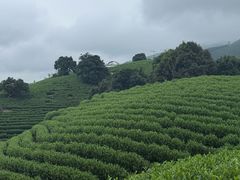 -帐篷客·溪龙茶谷度假酒店