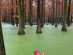 -渌洋湖湿地公园