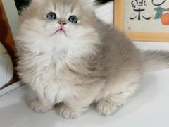 -小猫来了·猫舍(红山六九七九店)