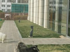 -廊坊固安福朋喜来登酒店