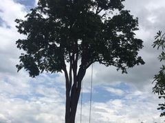 -大树秋千