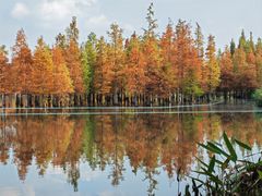 -白鹭湾湿地公园