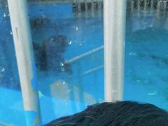 -芜湖新华联大白鲸海洋公园