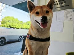 -艾吉宠物医院·疑难杂症转诊中心·猫友好(碧江路院)